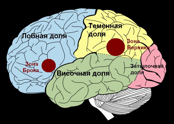 мозг.png